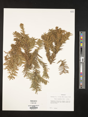 Taxus cuspidata image