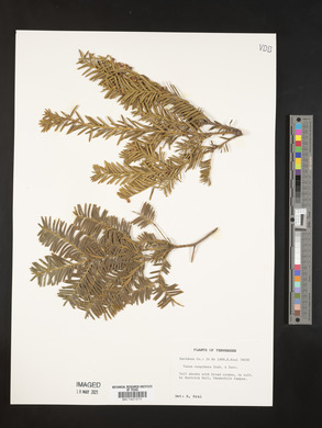 Taxus cuspidata image