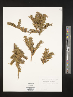 Taxus cuspidata image