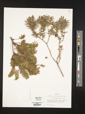 Taxus cuspidata image