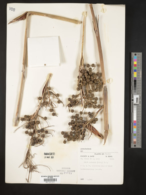 Sabal palmetto image