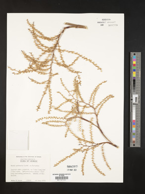 Sabal palmetto image