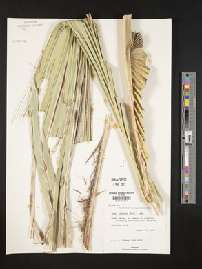 Sabal palmetto image