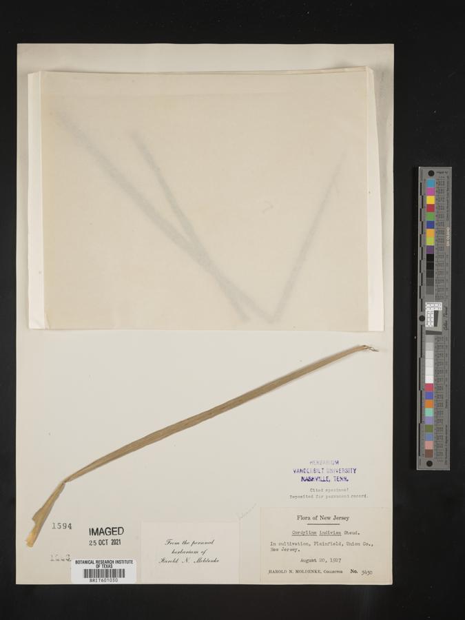 Cordyline indivisa image