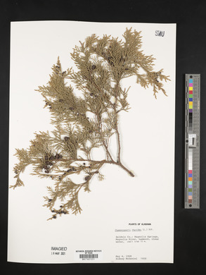 Chamaecyparis thyoides image