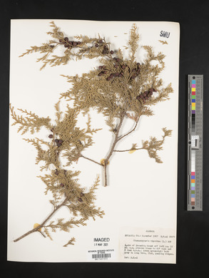 Chamaecyparis thyoides image