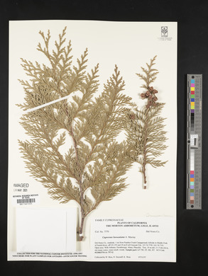 Chamaecyparis lawsoniana image