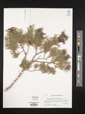 Chamaecyparis thyoides image