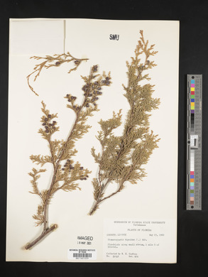 Chamaecyparis thyoides image