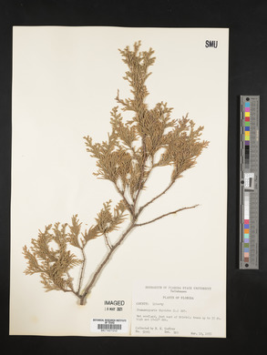 Chamaecyparis thyoides image