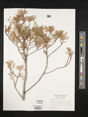 Chamaecyparis thyoides image