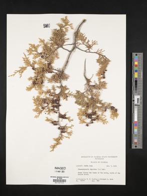 Chamaecyparis thyoides image