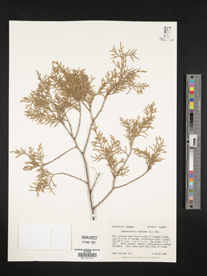 Chamaecyparis thyoides image