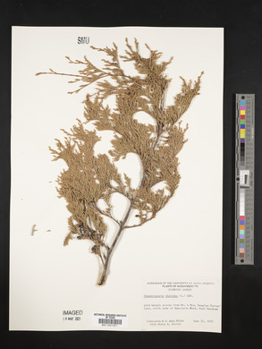 Chamaecyparis thyoides image