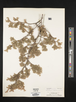 Chamaecyparis thyoides image