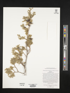 Chamaecyparis thyoides image