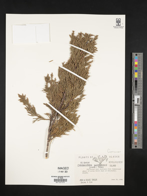 Xanthocyparis nootkatensis image
