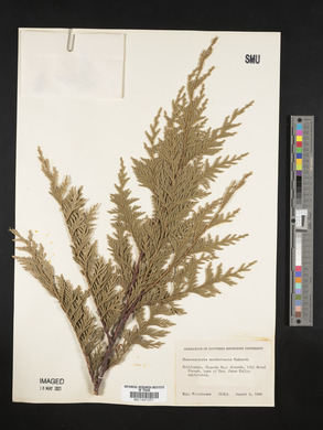 Xanthocyparis nootkatensis image