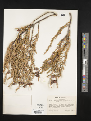 Xanthocyparis nootkatensis image