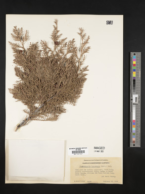 Chamaecyparis lawsoniana image