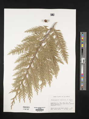 Chamaecyparis lawsoniana image