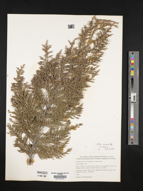 Chamaecyparis lawsoniana image