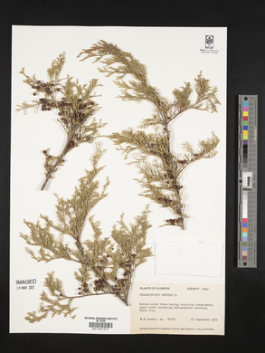 Chamaecyparis thyoides var. henryae image