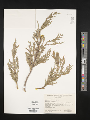 Calocedrus decurrens image