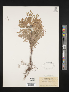 Calocedrus decurrens image