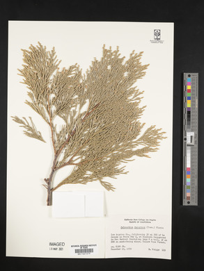 Calocedrus decurrens image