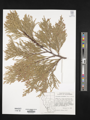 Calocedrus decurrens image