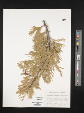 Calocedrus decurrens image