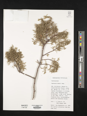 Cupressus bakeri image