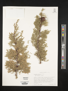 Cupressus arizonica image