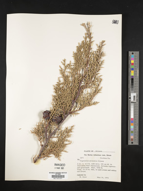 Cupressus arizonica image