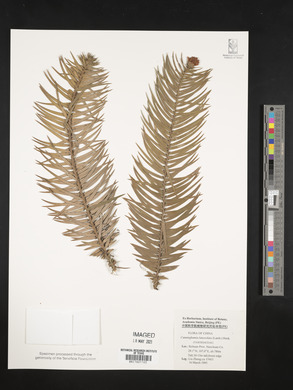 Cunninghamia lanceolata image