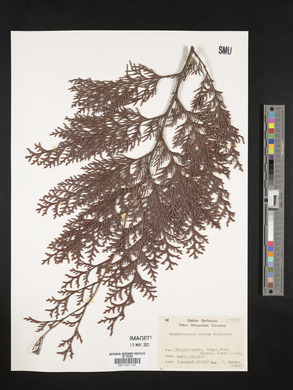 Chamaecyparis obtusa image