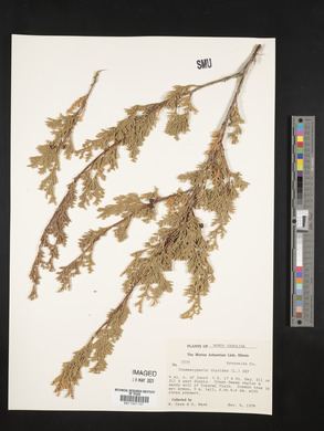 Chamaecyparis thyoides image