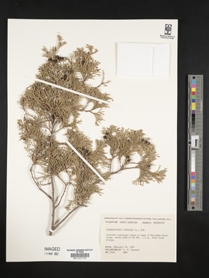 Chamaecyparis thyoides image