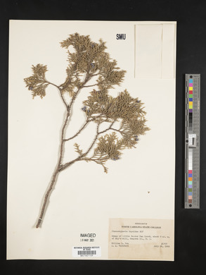 Chamaecyparis thyoides image