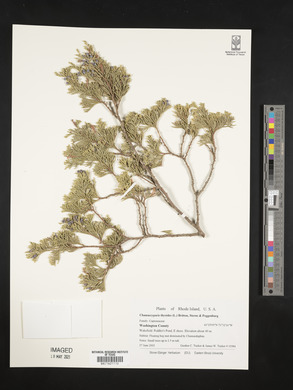 Chamaecyparis thyoides image