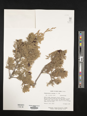 Chamaecyparis thyoides image
