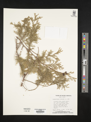 Chamaecyparis thyoides image