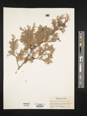Chamaecyparis thyoides image