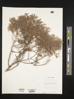 Chamaecyparis thyoides image