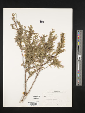 Chamaecyparis thyoides image