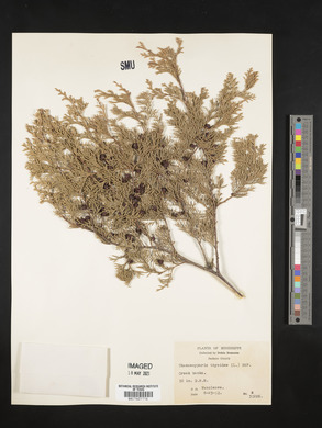 Chamaecyparis thyoides image