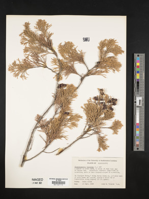 Chamaecyparis thyoides image