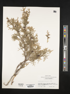 Chamaecyparis thyoides image