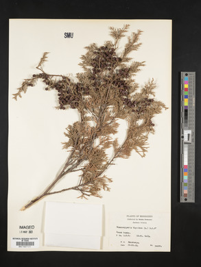 Chamaecyparis thyoides image
